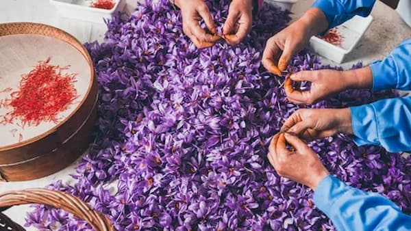 تصویر 4 از خرید زعفران پوشال قلمدار + قیمت فروش استثنایی